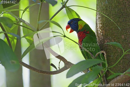 Image of Wild Parrot