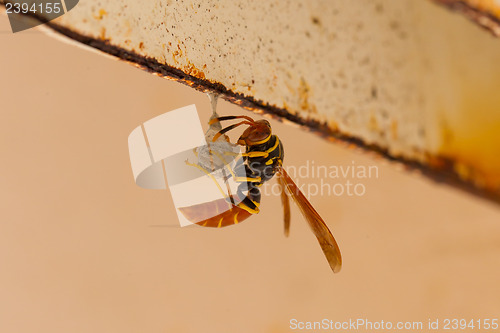 Image of Jack Spaniard wasp building a small nest