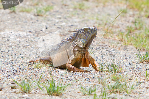 Image of Iguana (Iguana iguana)