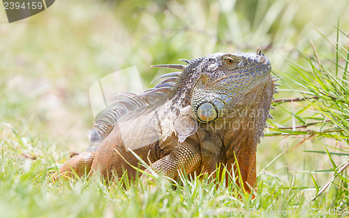 Image of Iguana (Iguana iguana)