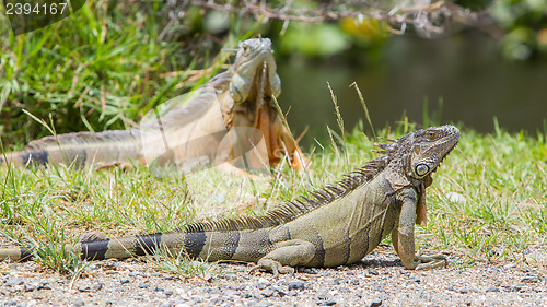 Image of Iguana (Iguana iguana)