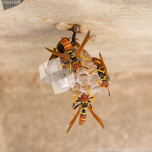 Image of Jack Spaniard wasps on a small nest