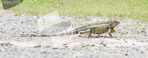 Image of Iguana (Iguana iguana)