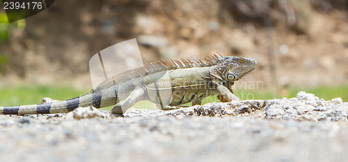 Image of Iguana (Iguana iguana)