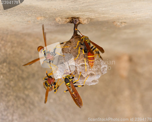 Image of Jack Spaniard wasps on a small nest