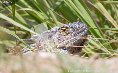 Image of Iguana (Iguana iguana)