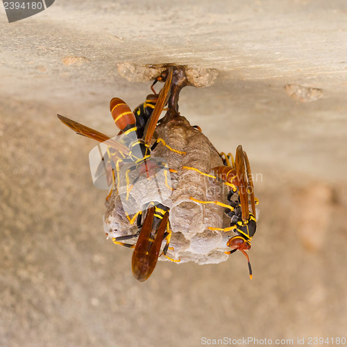 Image of Jack Spaniard wasps on a small nest