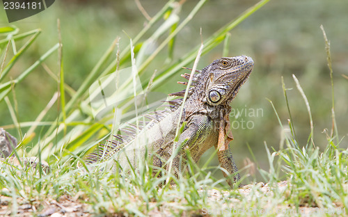 Image of Iguana (Iguana iguana)