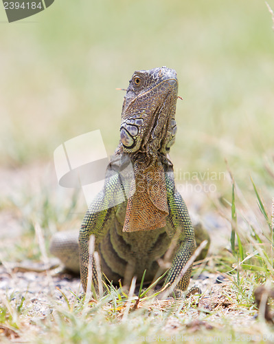 Image of Iguana (Iguana iguana)