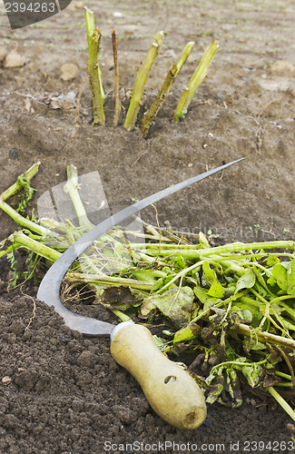 Image of Sickle and cut off tops of potatoes
