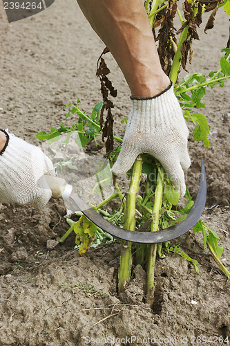 Image of Mowing potato haulm before digging