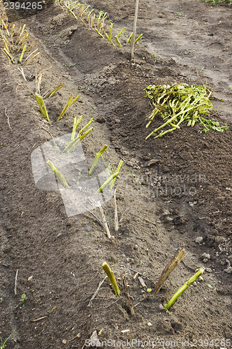 Image of Mowed the tops of potatoes, before you dig