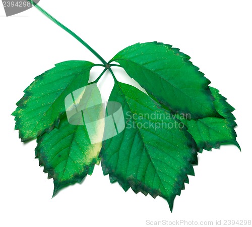 Image of Green leaf on white background