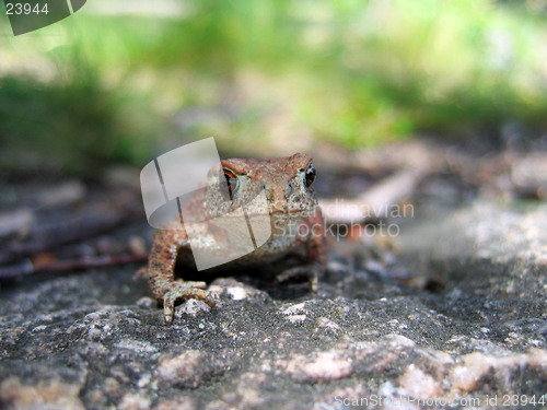 Image of Frog closeup
