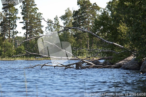 Image of Wild lake landscape.