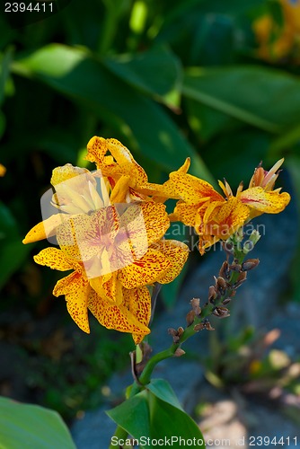 Image of Yellow flower.