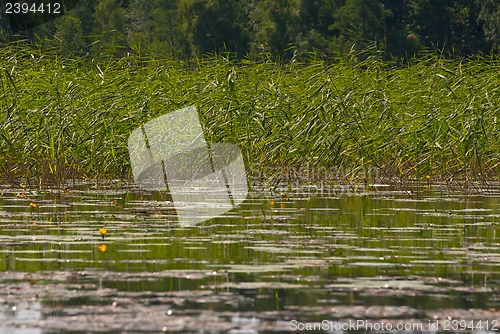 Image of Flora of the lake.