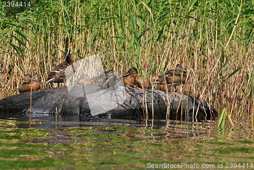 Image of Duck family.