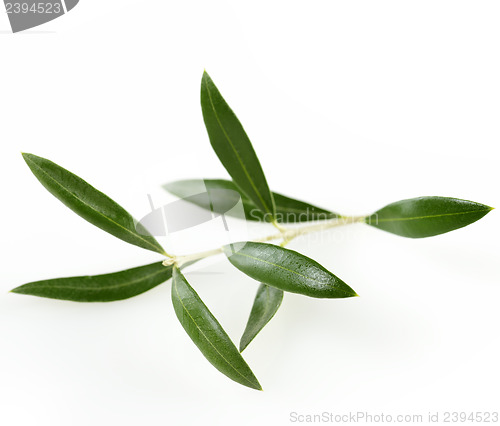 Image of Green  Olive Branch With  Leaves