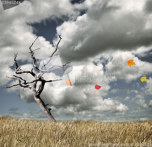 Image of Autumn Concept