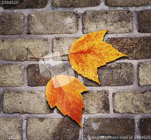 Image of Autumn Concept