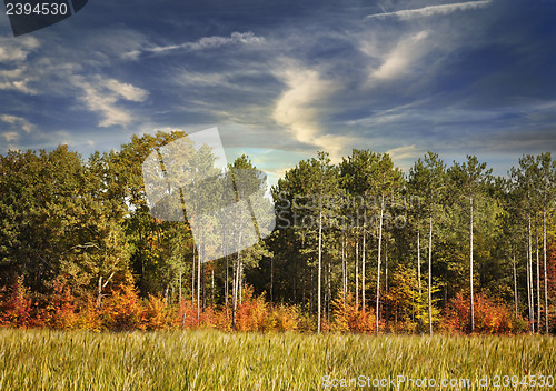 Image of Autumn Forest