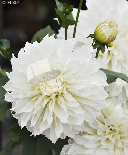 Image of White Dahlia Flowers