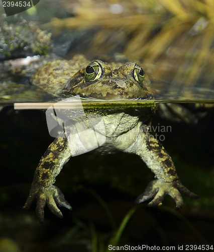 Image of Tropical Green Frog