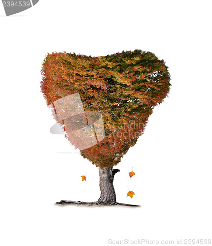 Image of Colorful Fall Tree