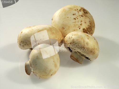 Image of mushrooms