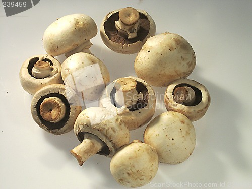 Image of mushrooms