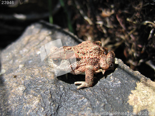 Image of Frog closeup