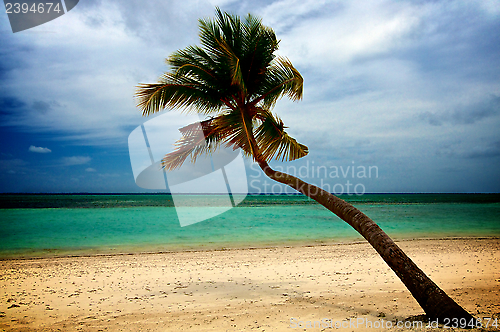 Image of Palm Tree on Ocean Beach