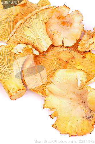 Image of Golden Chanterelles 