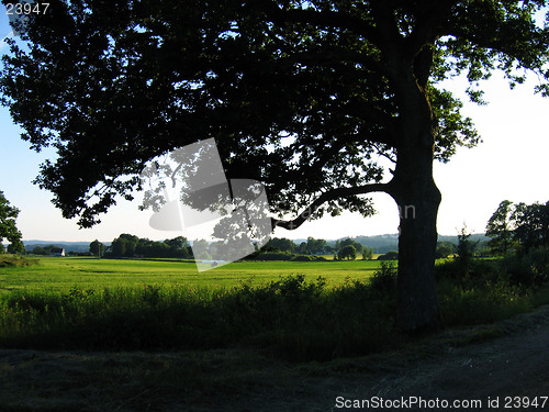 Image of Tree silhouette