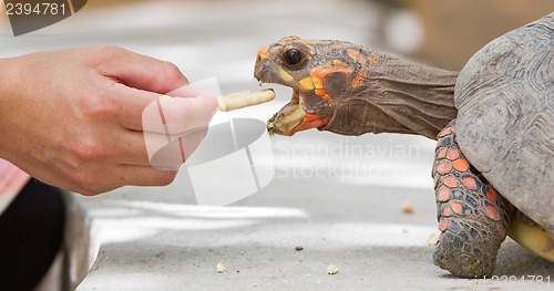 Image of Cherry head red foot tortoise