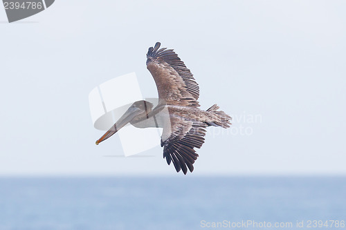 Image of Brown pelican (Pelecanus occidentalis)