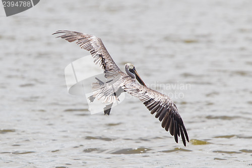 Image of Brown pelican (Pelecanus occidentalis)