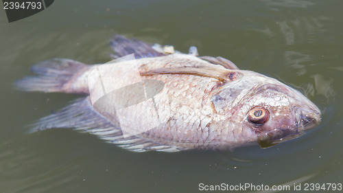 Image of Death fish and waste water