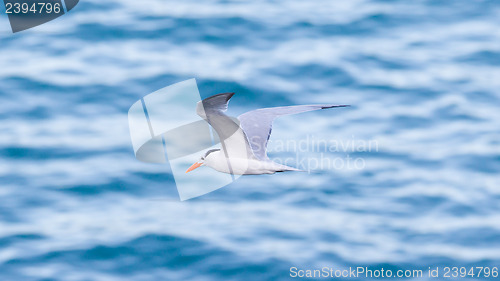 Image of Royal Tern (Thalasseus maximus maximus) flying