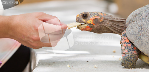 Image of Cherry head red foot tortoise