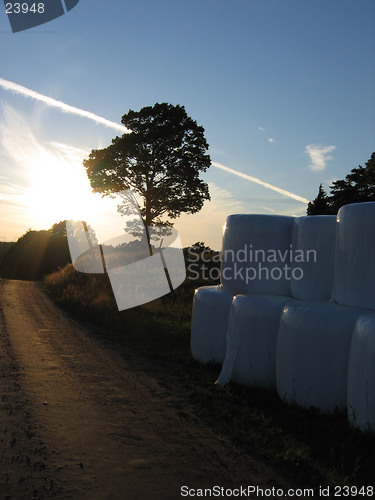 Image of Tree and road at sunset