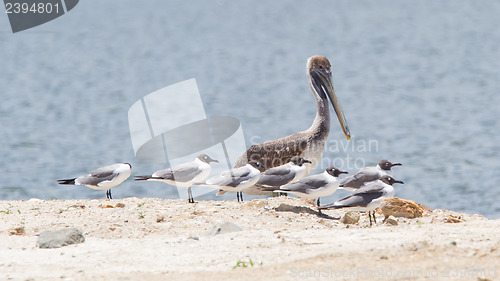 Image of Brown pelican (Pelecanus occidentalis) sitting between Laughing 