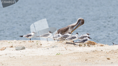 Image of Brown pelican (Pelecanus occidentalis) sitting between Laughing 