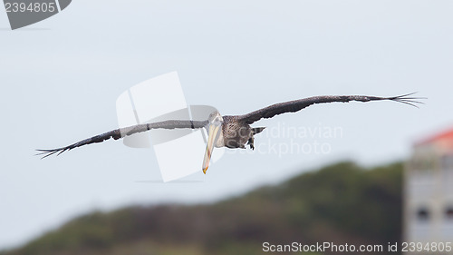 Image of Brown pelican (Pelecanus occidentalis)