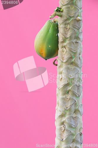 Image of Papaya hanging in a tree