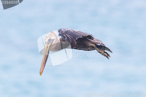 Image of Brown pelican (Pelecanus occidentalis)