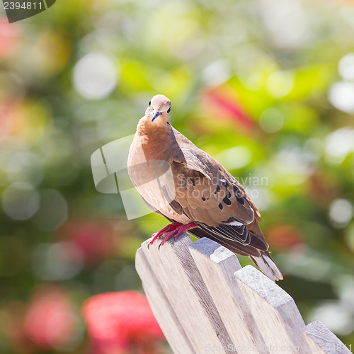 Image of Red Turtle Dove (Streptopelia tranquebarica) 