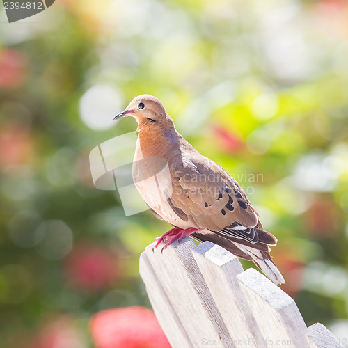 Image of Red Turtle Dove (Streptopelia tranquebarica) 