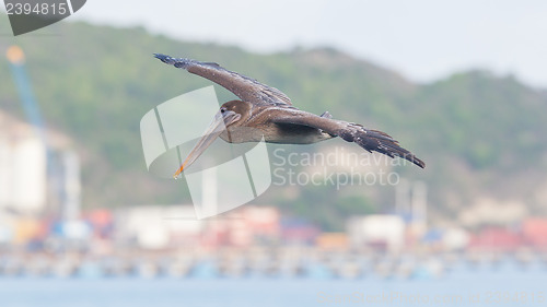 Image of Brown pelican (Pelecanus occidentalis)